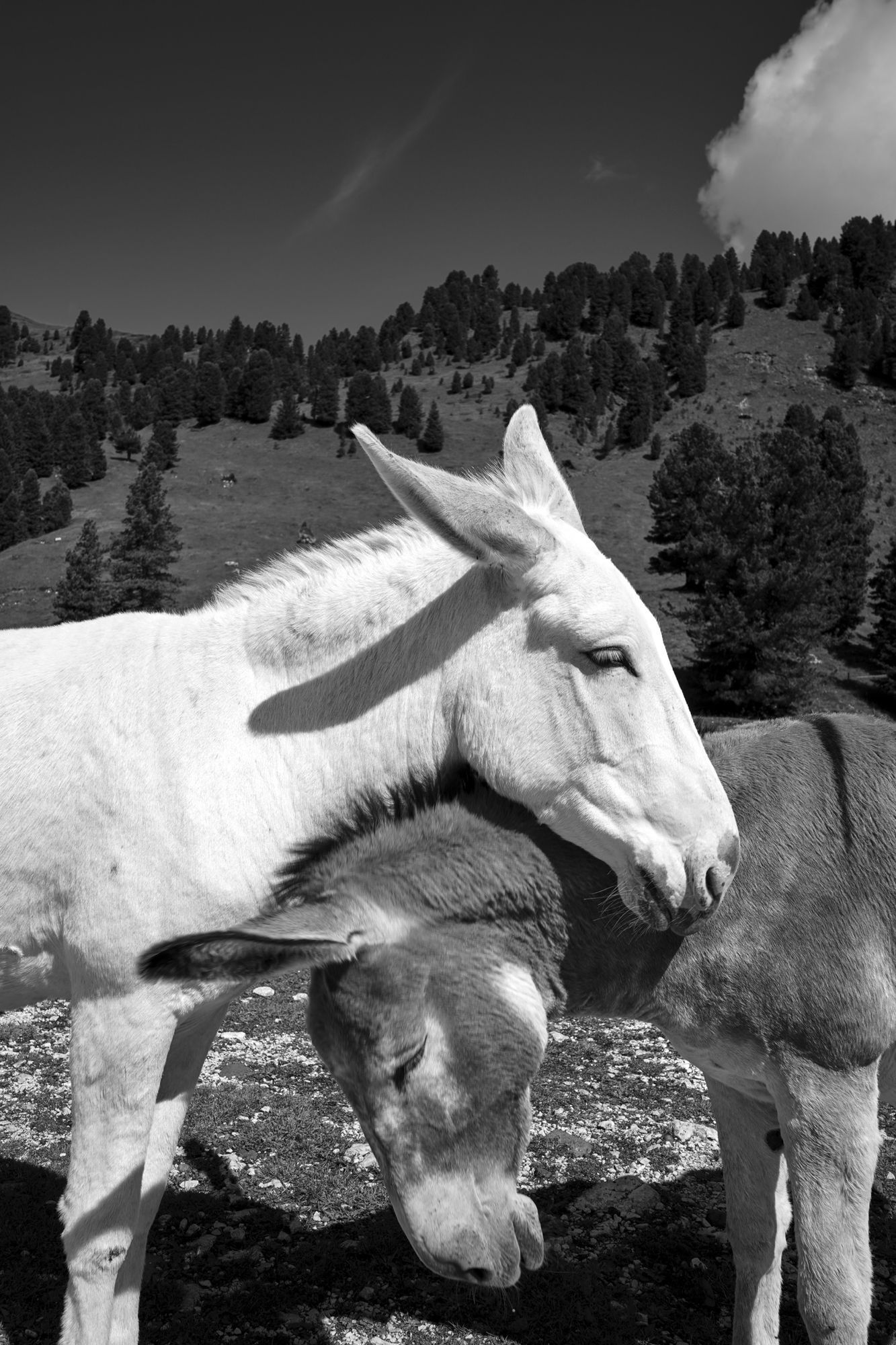 Due asini in bianco e nero in Val di Fassa
