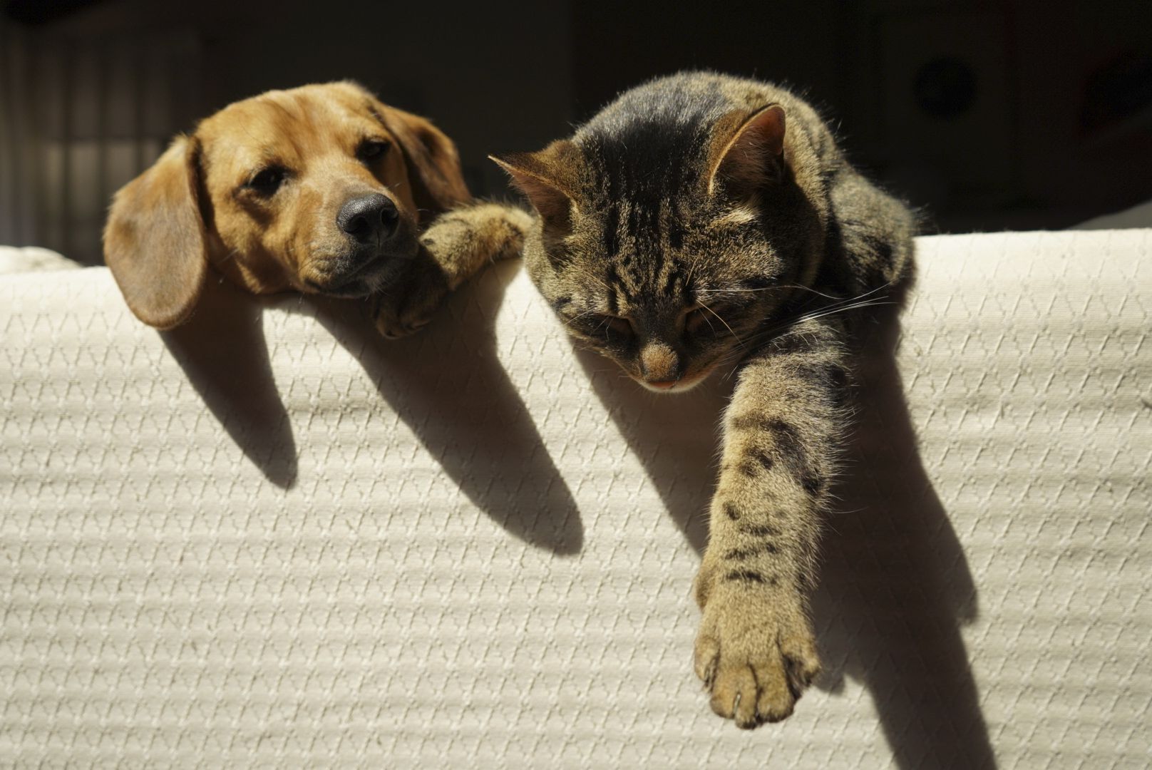 Cane e gatto sdraiati sul divano nella luce della finestra